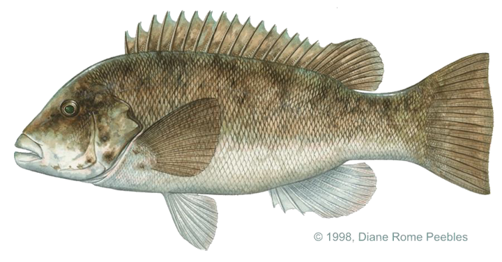 tautog.png